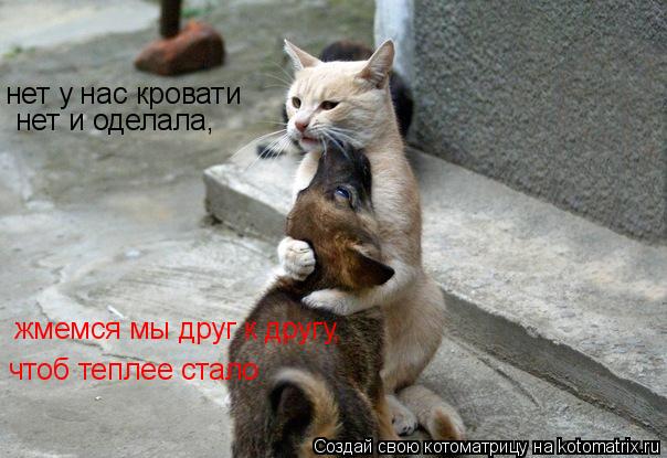 Котоматрица: нет у нас кровати нет и оделала, жмемся мы друг к другу, чтоб теплее стало