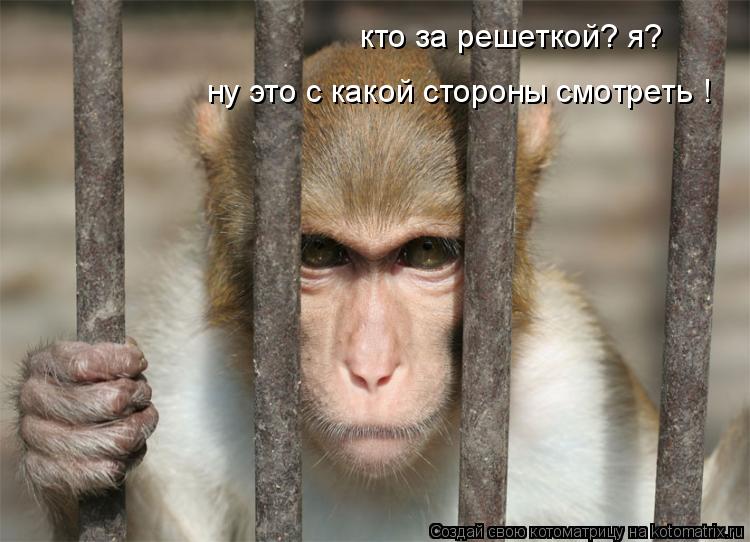 Котоматрица: кто за решеткой? я? ну это с какой стороны смотреть !