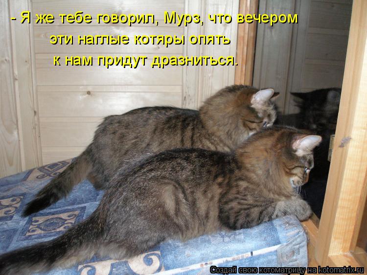 - Я же тебе говорил, Мурз, что вечером эти наглые котяры опять к нам придут дразниться.... Котоматрица: - Я же тебе говорил, Мурз, что вечером эти наглые котяры опять к нам придут дразниться.