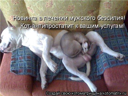 Котоматрица: Новинка в лечении мужского безсилия! Кот-антипростатит к вашим услугам!