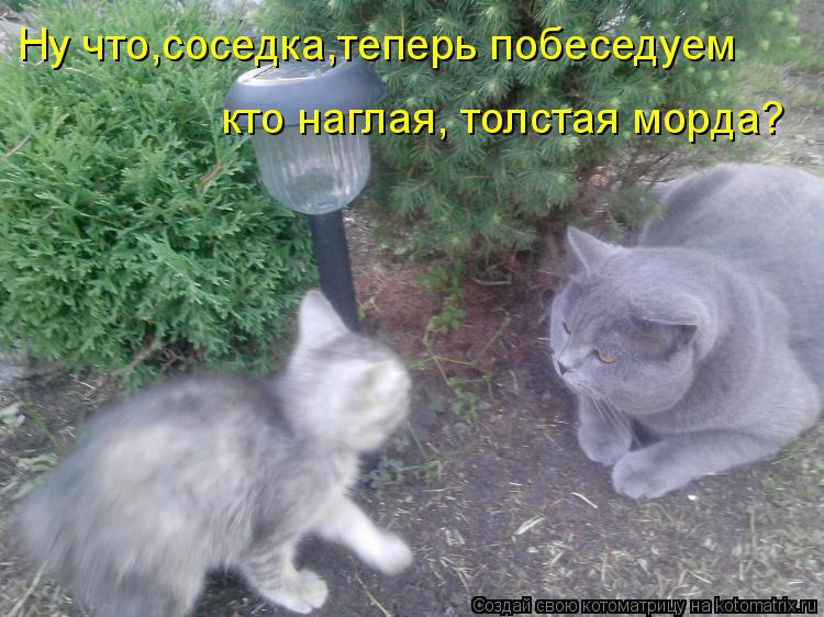Котоматрица: Ну что,соседка,теперь побеседуем кто наглая, толстая морда?