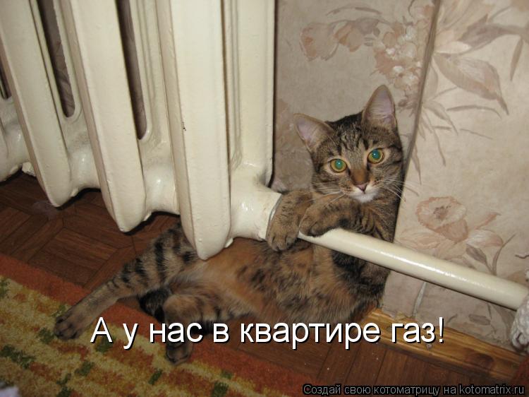 Котоматрица: А у нас в квартире газ!