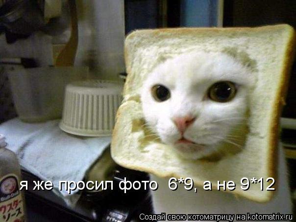 Котоматрица: я же просил фото  6*9, а не 9*12