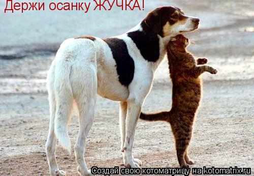 Котоматрица: Держи осанку ЖУЧКА!