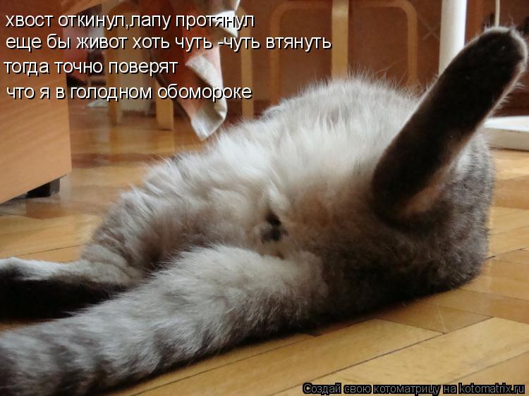 Котоматрица: хвост откинул,лапу протянул еще бы живот хоть чуть -чуть втянуть тогда точно поверят что я в голодном обомороке