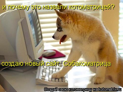Котоматрица: и почему это назвали котоматрицей? создаю новый сайт: Собакоматрица