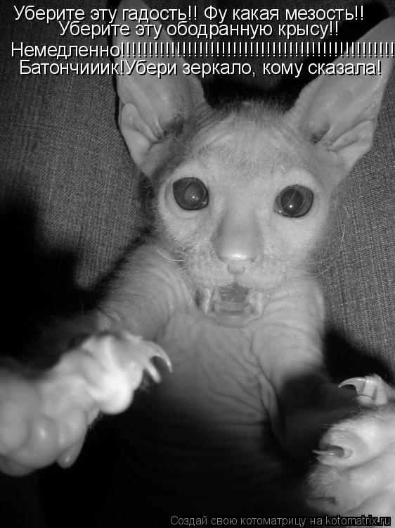 Котоматрица: Уберите эту гадость!! Фу какая мезость!! Уберите эту ободранную крысу!! Немедленно!!!!!!!!!!!!!!!!!!!!!!!!!!!!!!!!!!!!!!!!!!!!!!!!!!!! Батончииик!Убер