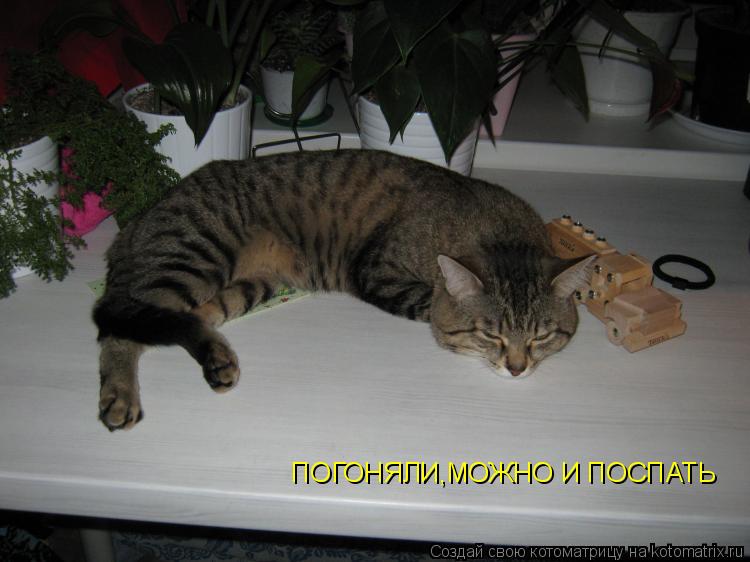 Котоматрица: ПОГОНЯЛИ,МОЖНО И ПОСПАТЬ