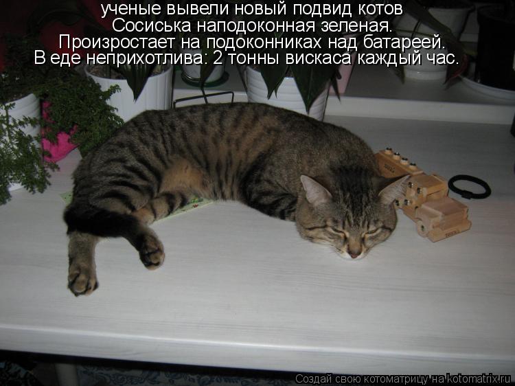 Котоматрица: ученые вывели новый подвид котов Сосиська наподоконная зеленая. Произростает на подоконниках над батареей. В еде неприхотлива: 2 тонны вис