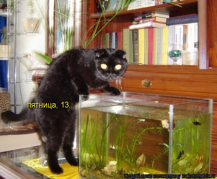 Котоматрица: пятница, 13...