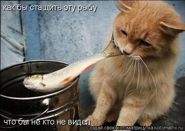 как бы стащить эту рыбу что бы не кто не видел... Котоматрица: как бы стащить эту рыбу что бы не кто не видел