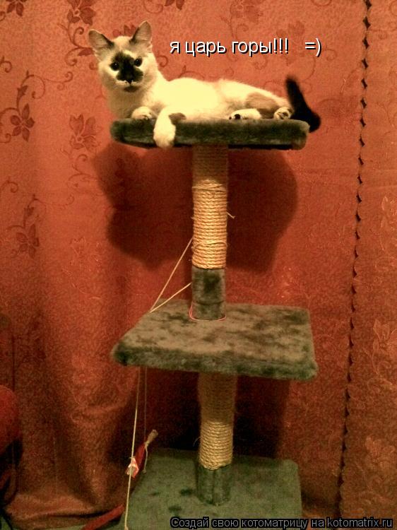 я царь горы!!! =)... Котоматрица: я царь горы!!! =)