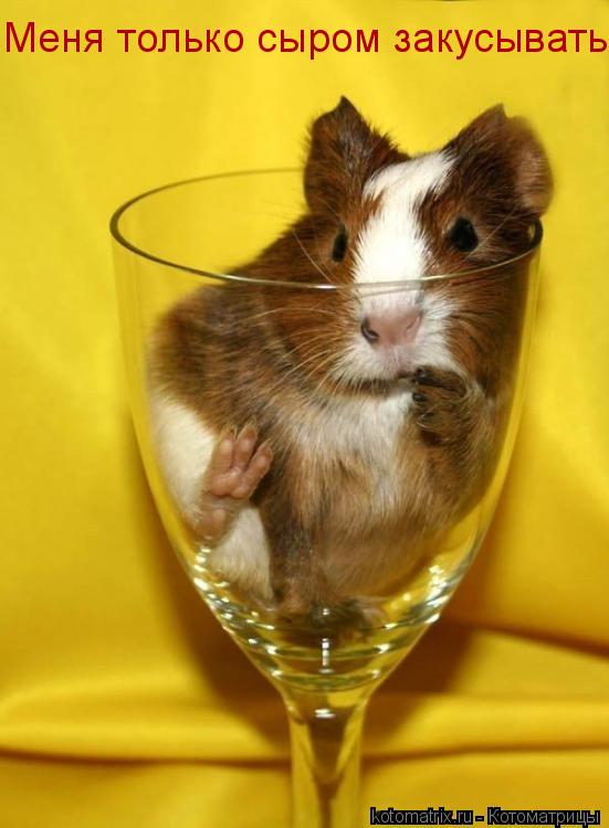 Котоматрица: Меня только сыром закусывать