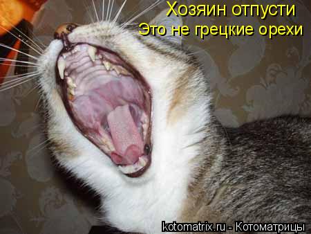 Котоматрица: Хозяин отпусти Это не грецкие орехи