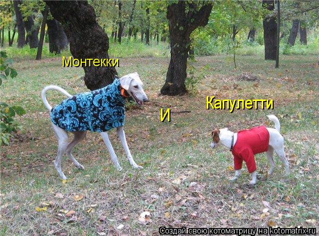 Котоматрица: Монтекки И Капулетти