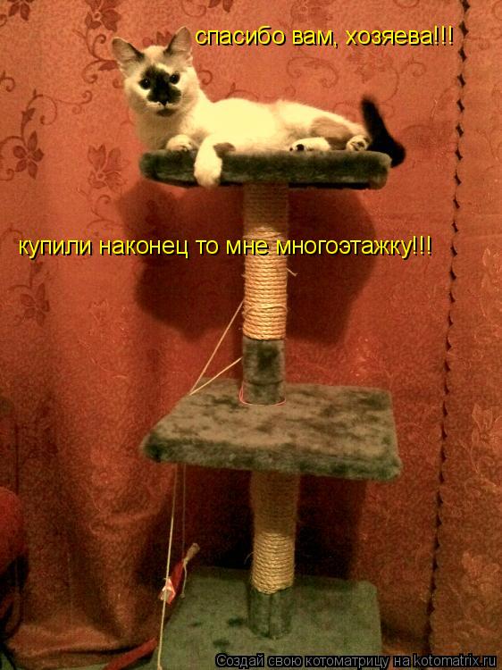 Котоматрица: спасибо вам, хозяева!!! купили наконец то мне многоэтажку!!!