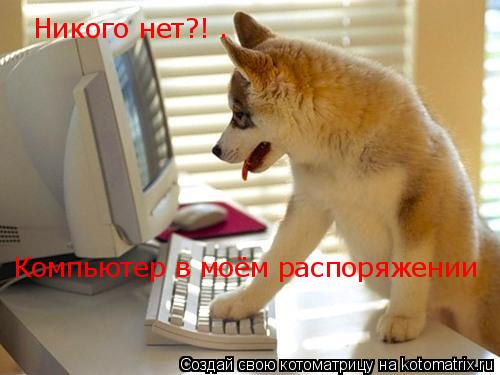 Котоматрица: Никого нет?! . Компьютер в моём распоряжении