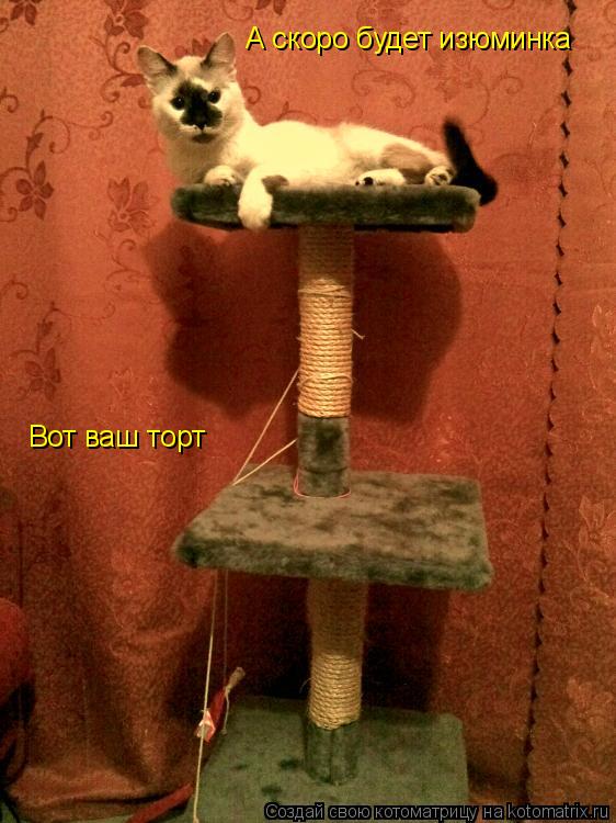 Вот ваш торт А скоро будет изюминка... Котоматрица: Вот ваш торт А скоро будет изюминка