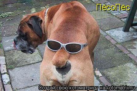 Котоматрица: ПёсоПёс