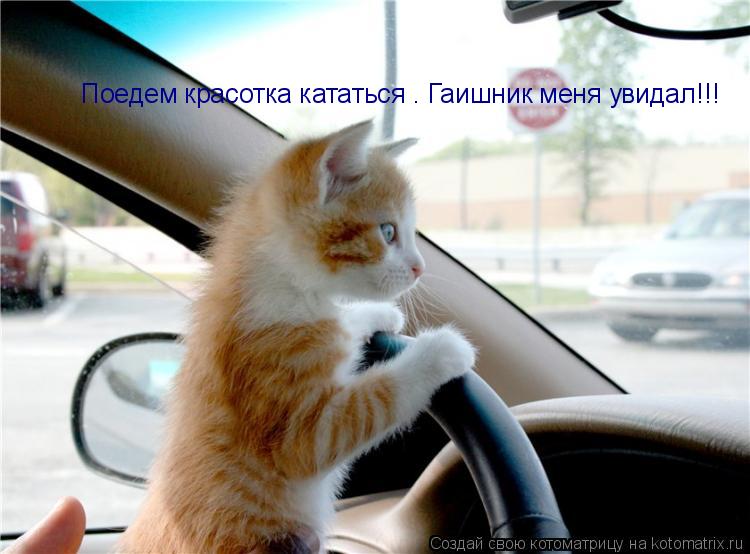 Котоматрица: Поедем красотка кататься . Гаишник меня увидал!!!