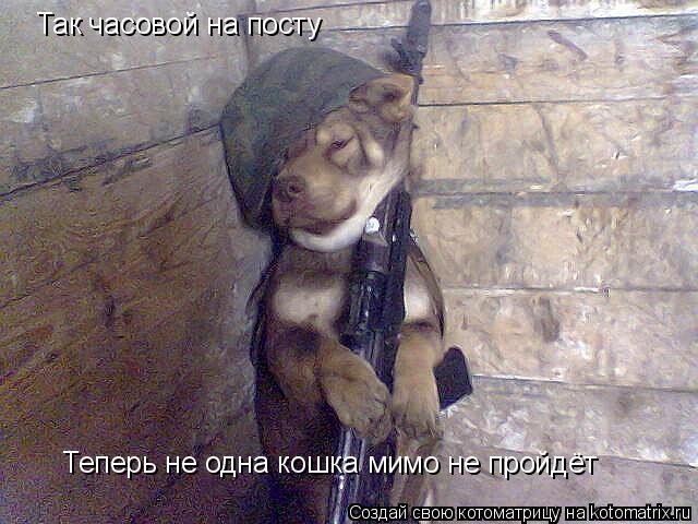 Котоматрица: Так часовой на посту Теперь не одна кошка мимо не пройдёт