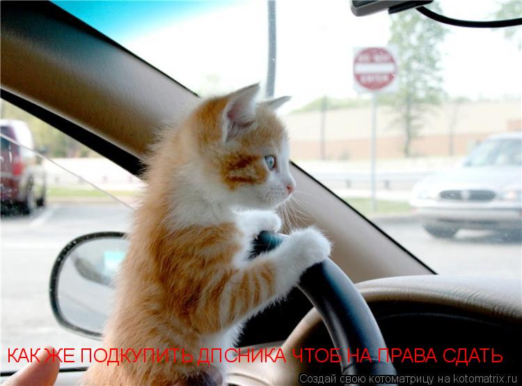 Котоматрица: КАК ЖЕ ПОДКУПИТЬ ДПСНИКА ЧТОБ НА ПРАВА СДАТЬ