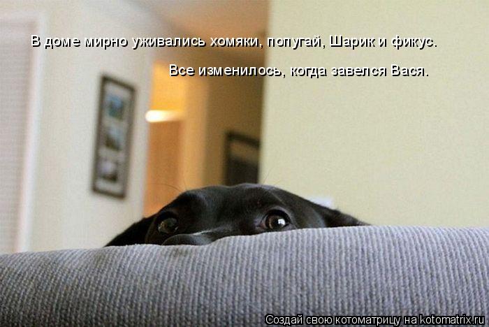 Котоматрица: В доме мирно уживались хомяки, попугай, Шарик и фикус.  Все изменилось, когда завелся Вася.