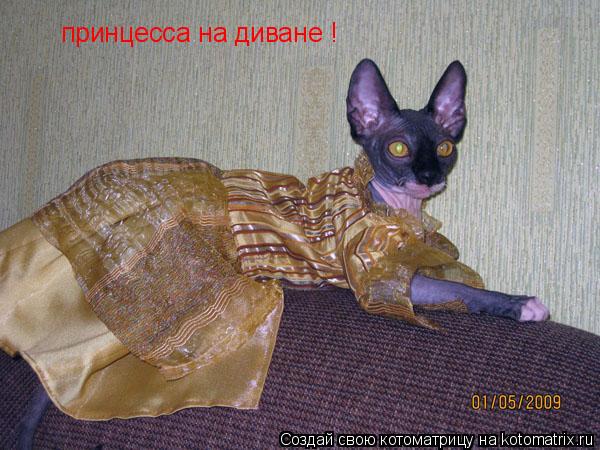 Котоматрица: принцесса на диване !
