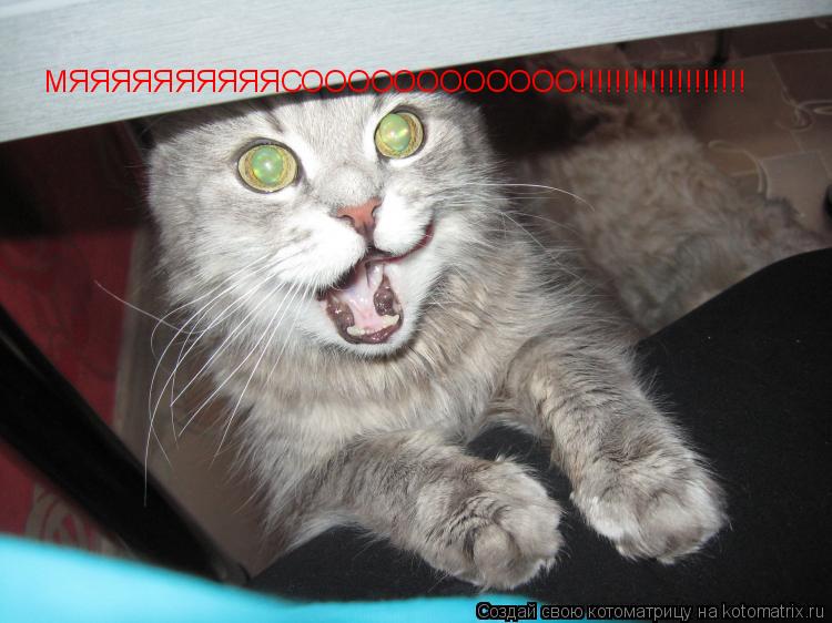 Котоматрица: МЯЯЯЯЯЯЯЯЯЯСОООООООООООО!!!!!!!!!!!!!!!!!!!
