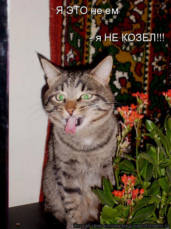 Котоматрица: Я ЭТО не ем - я НЕ КОЗЕЛ!!!