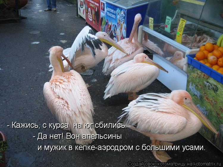 Котоматрица: - Кажись, с курса  на юг сбились.   - Да нет! Вон апельсины  и мужик в кепке-аэродром с большими усами.