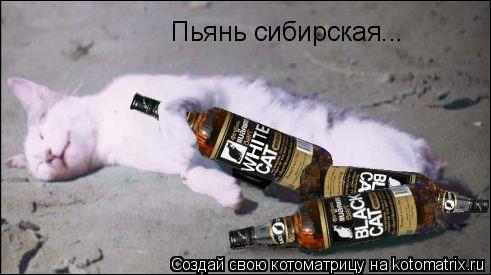 Котоматрица: Пьянь сибирская...