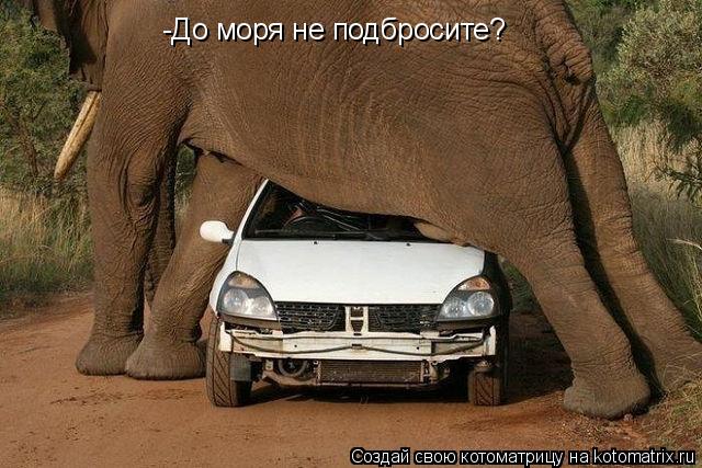 Котоматрица: -До моря не подбросите?