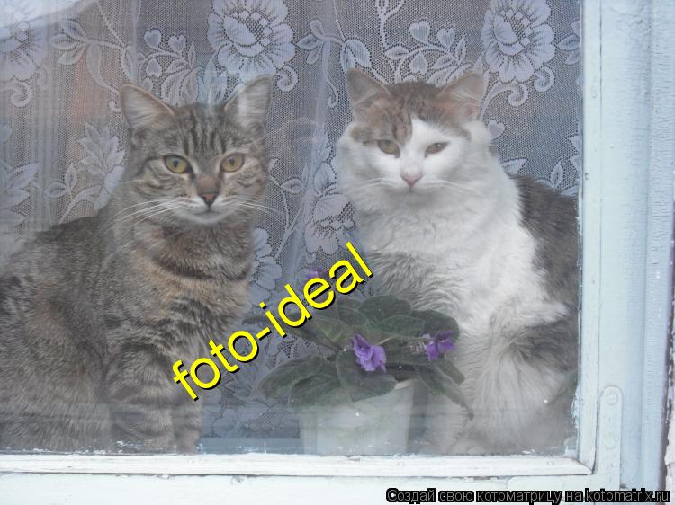 Котоматрица: foto-ideal