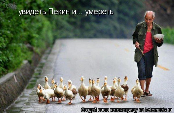 Котоматрица: увидеть Пекин и... умереть