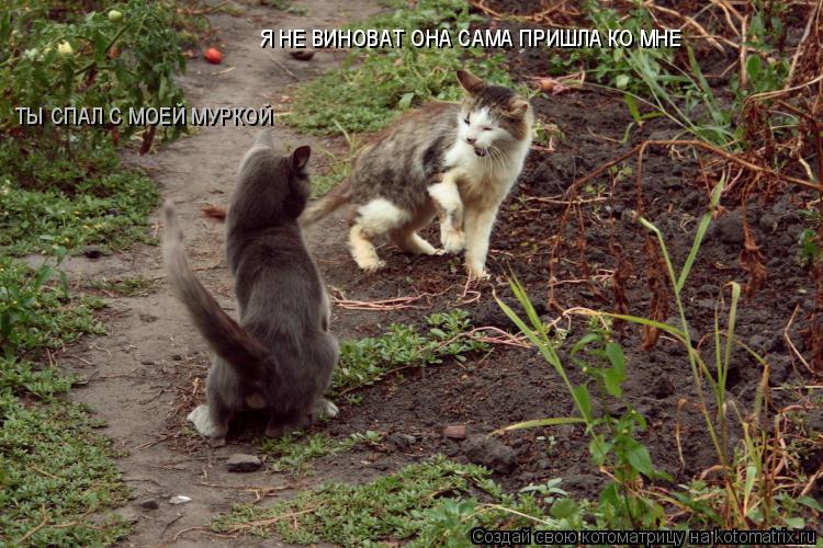 Котоматрица: ТЫ СПАЛ С МОЕЙ МУРКОЙ Я НЕ ВИНОВАТ ОНА САМА ПРИШЛА КО МНЕ
