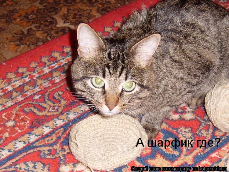 Котоматрица: А шарфик где?