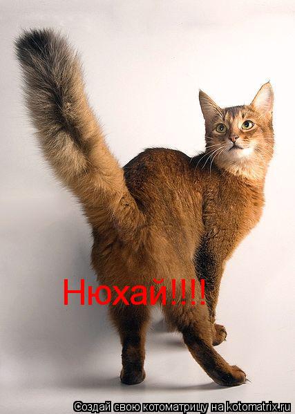 Котоматрица: Нюхай!!!!