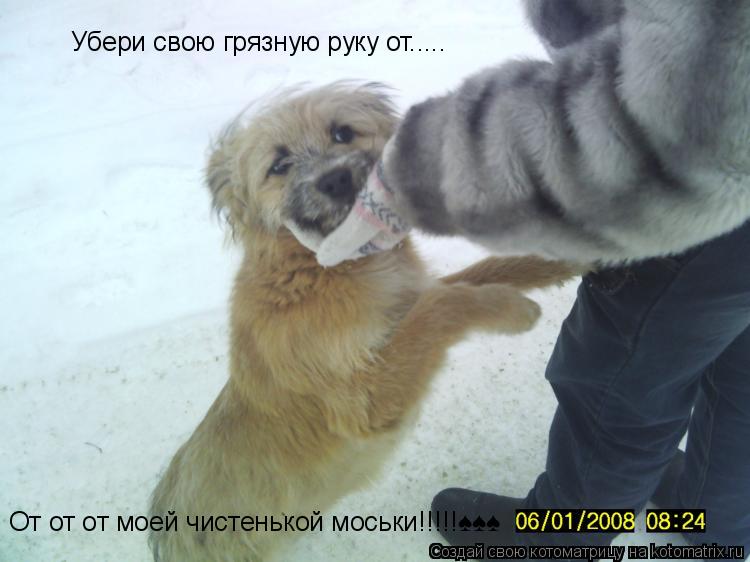 Котоматрица: Убери свою грязную руку от..... От от от моей чистенькой моськи!!!!!♠♠♠