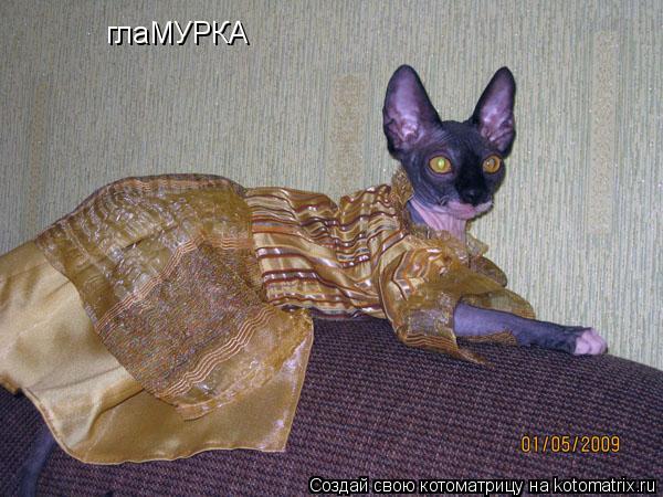 Котоматрица: глаМУРКА