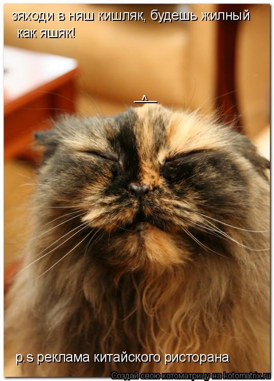 Котоматрица: зяходи в няш кишляк, будешь жилный  как яшяк! p.s реклама китайского ристорана ___ ^