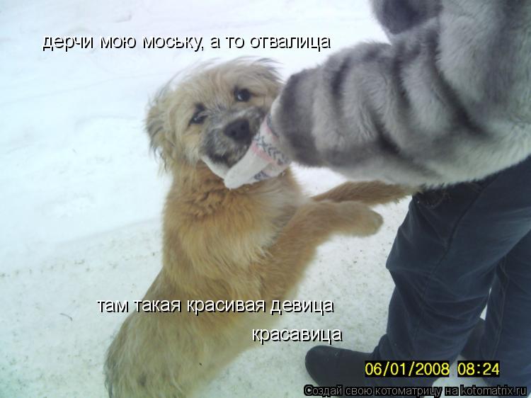 Котоматрица: дерчи мою моську, а то отвалица там такая красивая девица красавица
