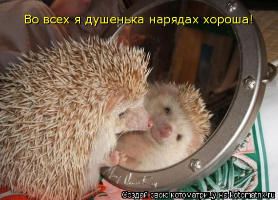 Котоматрица: Во всех я душенька нарядах хороша!