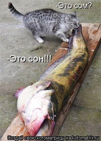 Котоматрица: -Это сом? -Это сон!!!