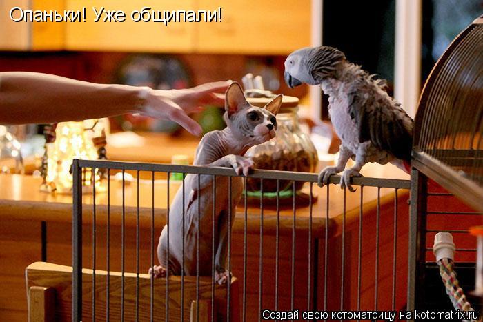 Котоматрица: Опаньки! Уже общипали!