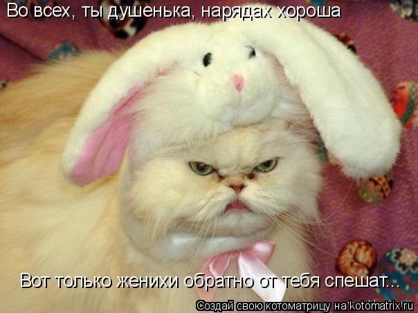 Котоматрица: Во всех, ты душенька, нарядах хороша Вот только женихи обратно от тебя спешат...