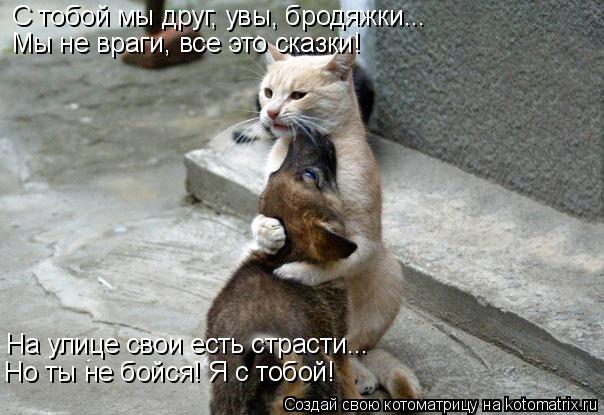 Котоматрица: С тобой мы друг, увы, бродяжки... Мы не враги, все это сказки! На улице свои есть страсти... Но ты не бойся! Я с тобой!