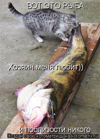 Котоматрица: ВОТ ЭТО РЫБА Хозяин меня любит)) и поблизости никого