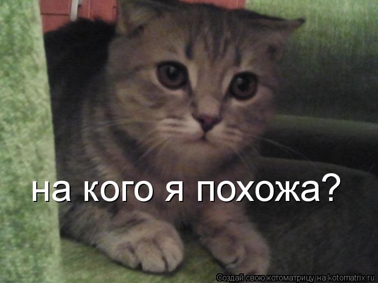 Котоматрица: на кого я похожа?