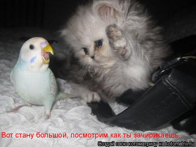 Котоматрица: Вот стану большой, посмотрим как ты зачирикаешь...